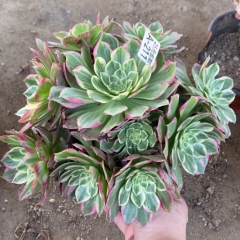 211万彩灯满25包邮多肉