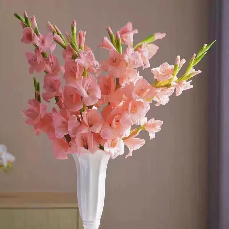 顺丰一单包邮【剑兰鲜切花】粉色剑兰红色剑兰云南基地批发