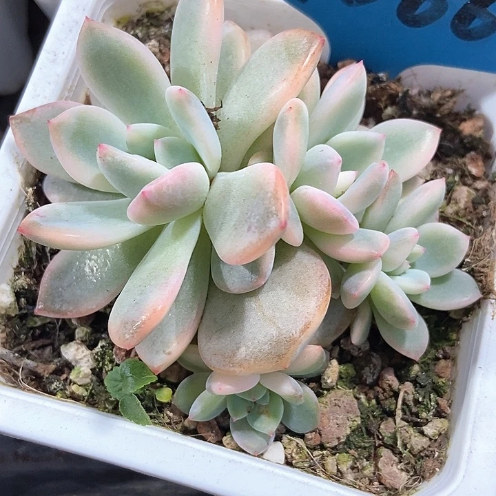 多肉植物梦露锦7366