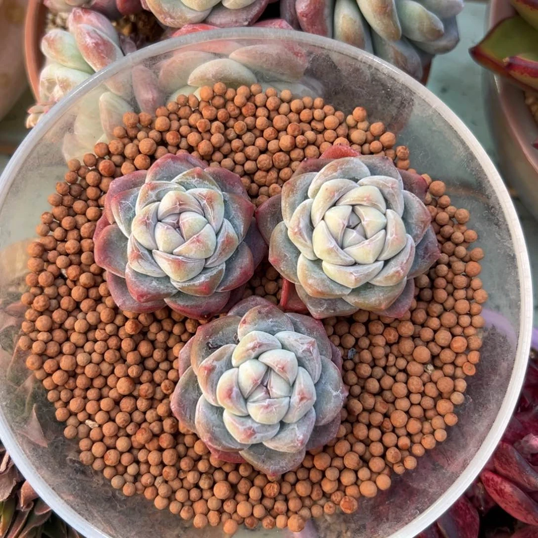 开播福利三颗冰玉