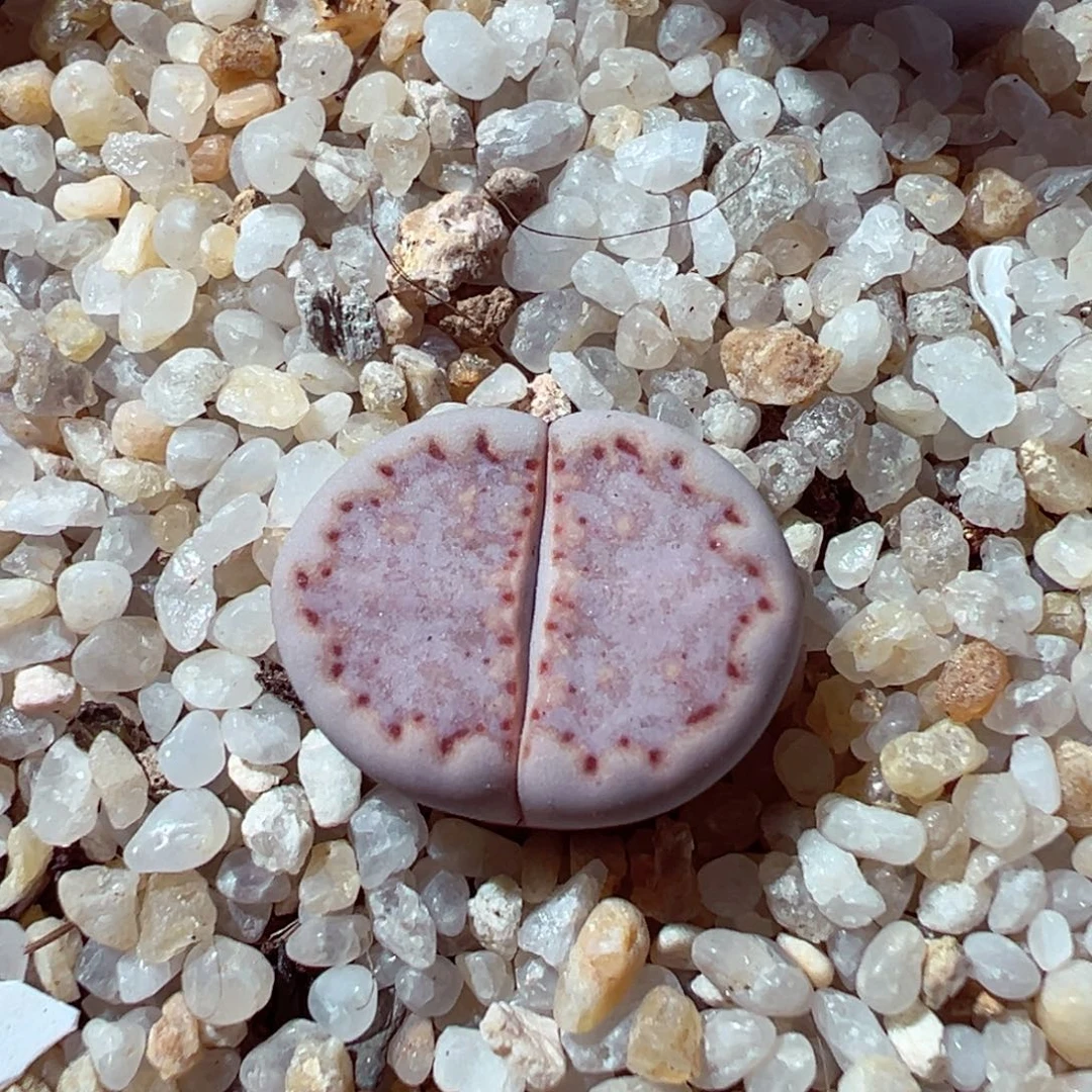 1218-756多肉多日粉171