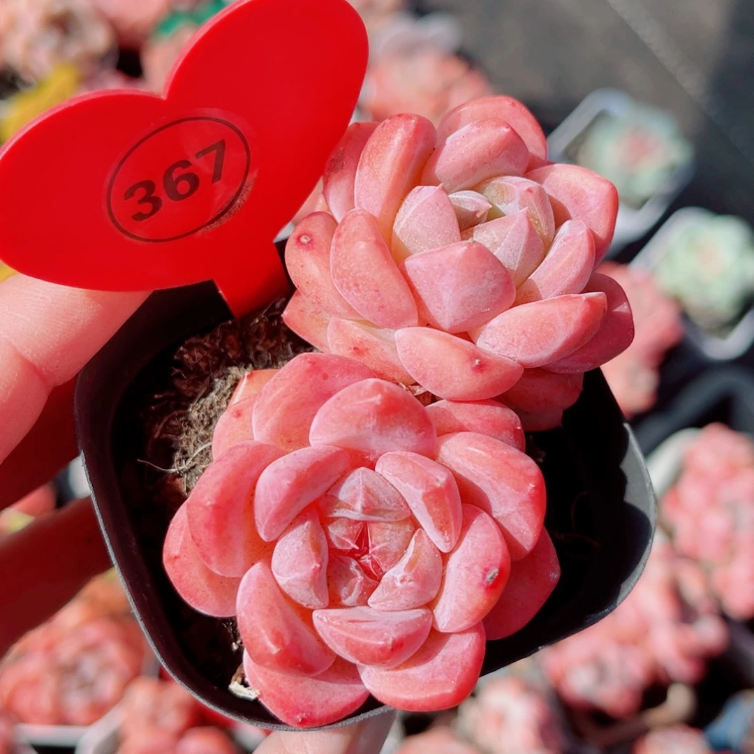 367号小老桩糖心双头