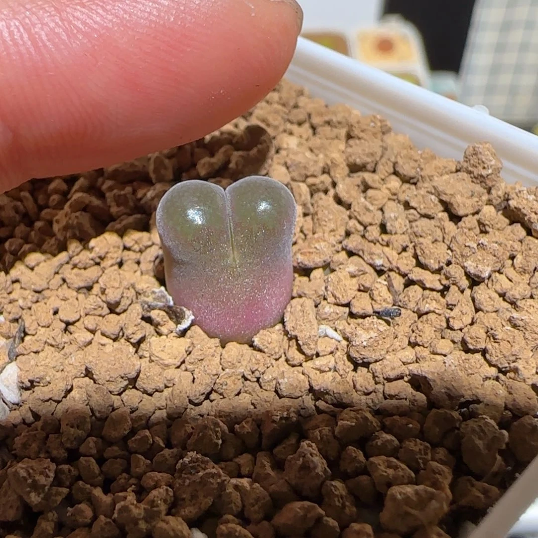 萤肉锥多肉植物百科-1001