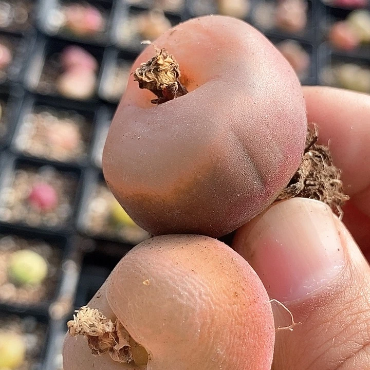 18637一组巨大有伤