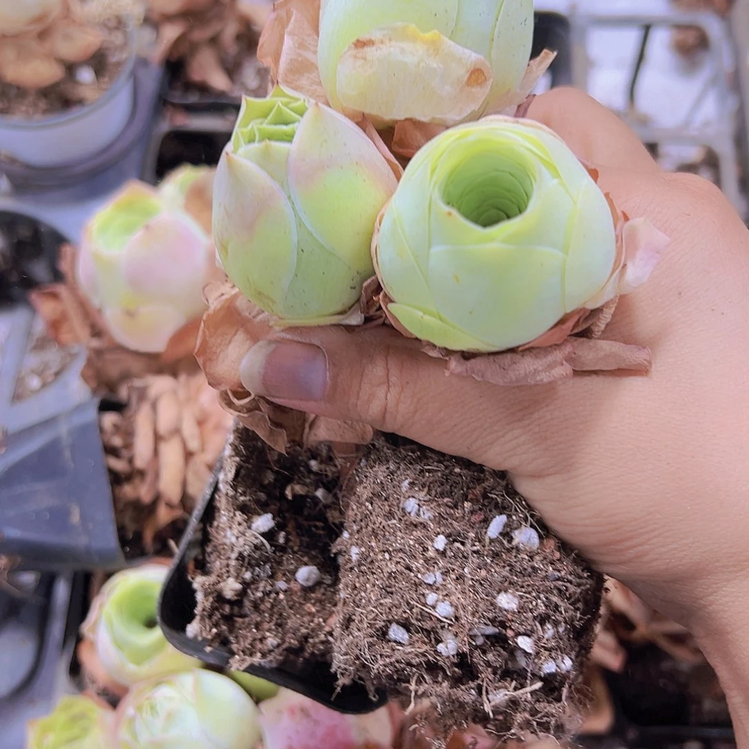 702大帕4个挑大的