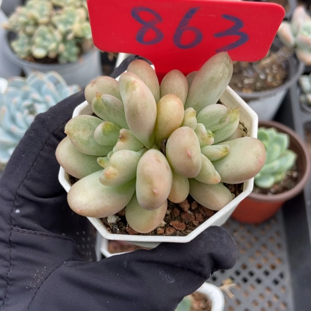 863比尔盖茨多肉植物保护