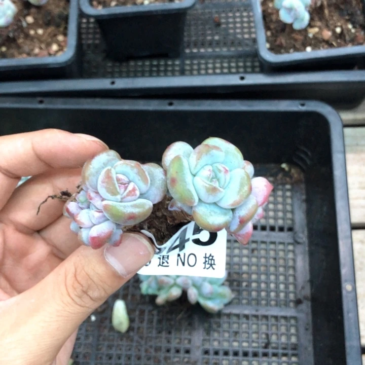 星影石榴籽福利出咯 245