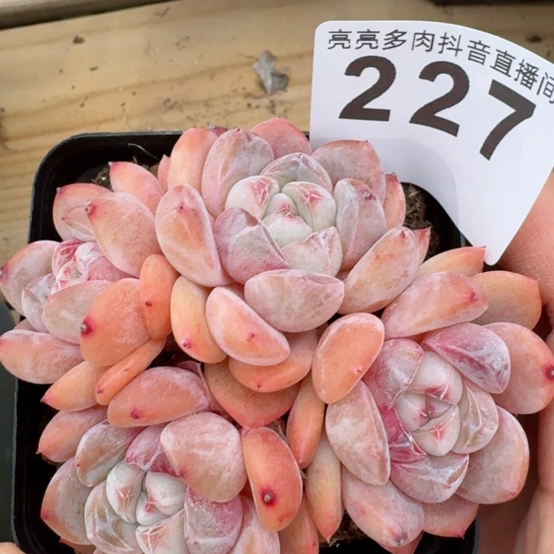 刚毅群生四头整装         精品多肉