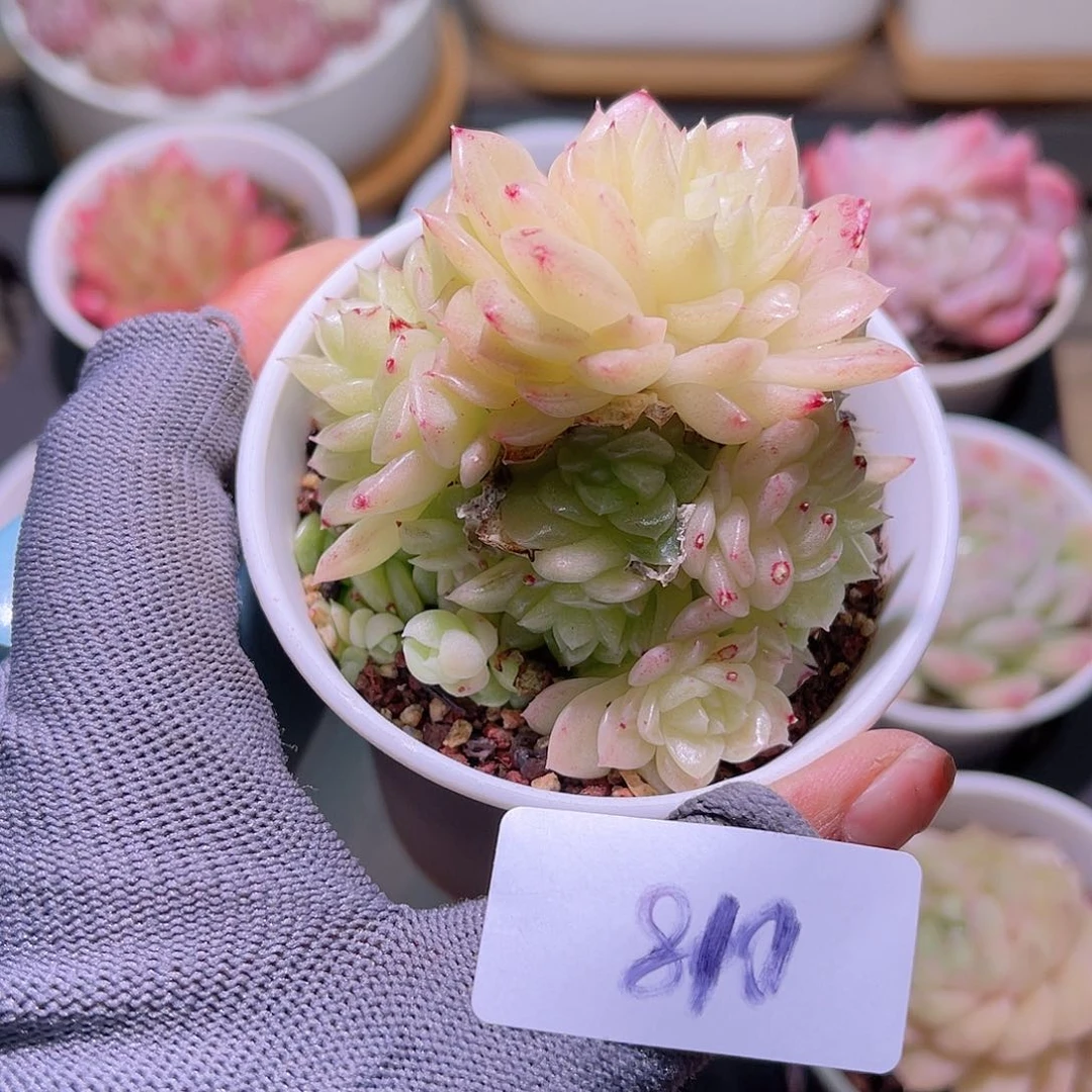 花22-810麦秆群生