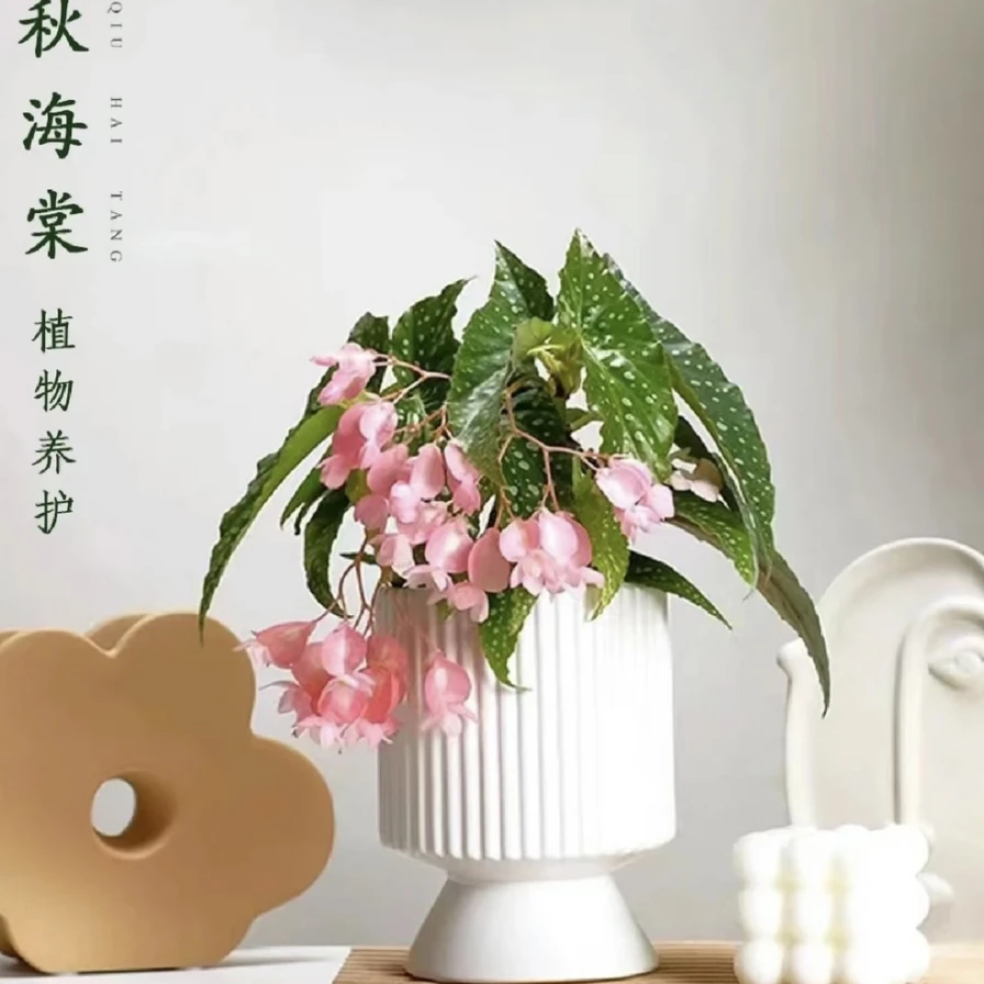 秋海棠盆栽 好养