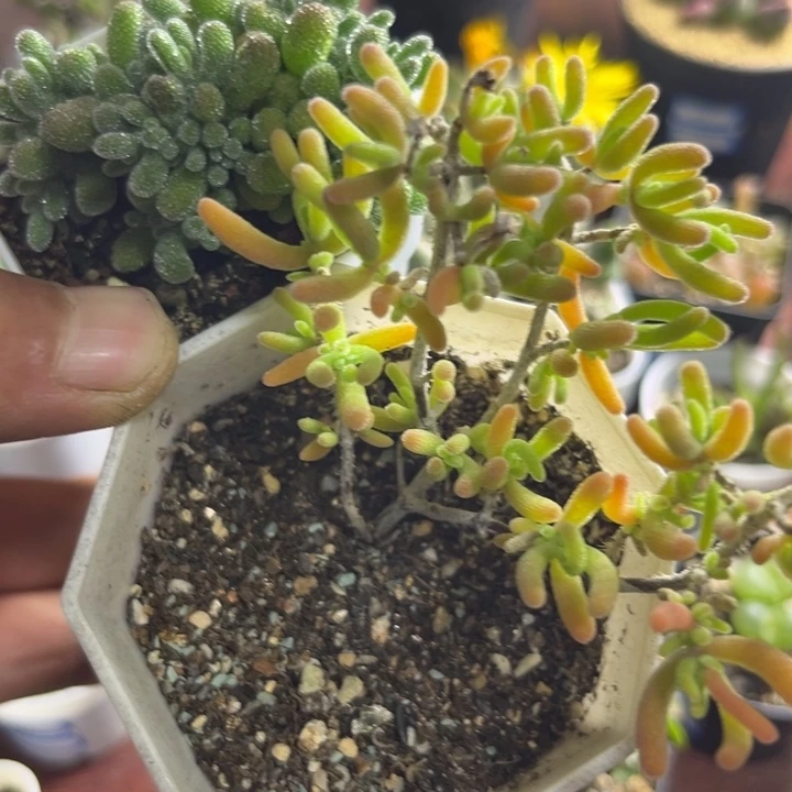 冰晶加荧光兔枝干番杏026