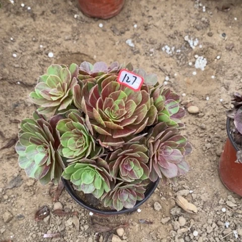 余**心花月夜捧花一物一拍