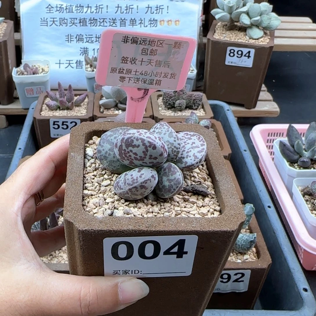 004花旦多肉植物