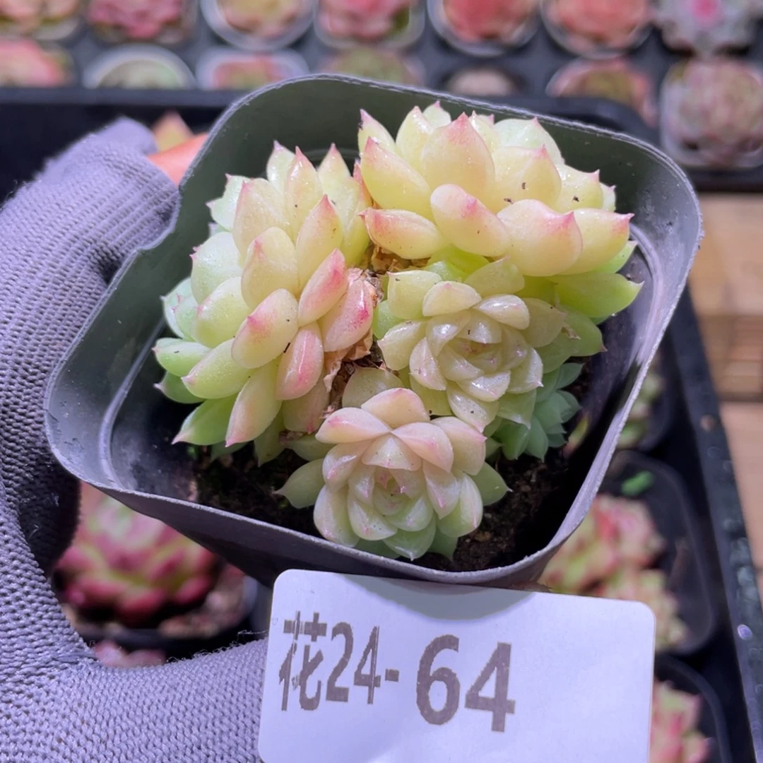 花利美24-64麦秆