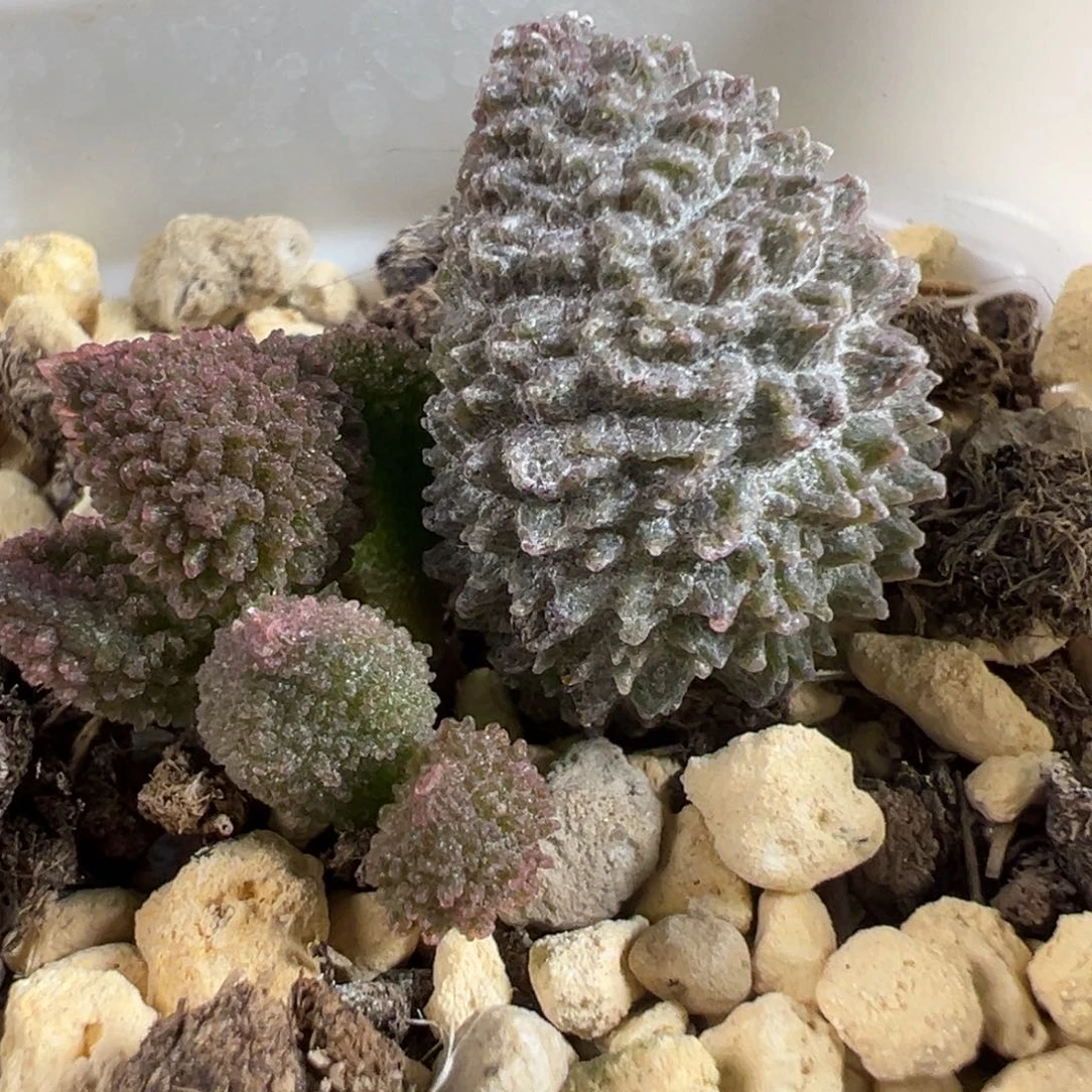 实生新品大苗多肉植物水泡多肉植物