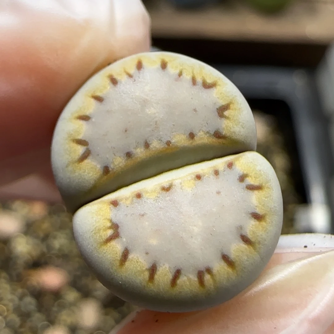 12.19。.015饼干福利。5033