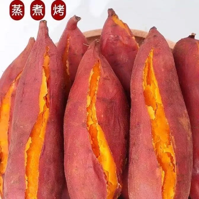 【沙地蜜薯】西瓜红蜜薯烤红薯地瓜软糯香甜产地自家种植产地5斤装
