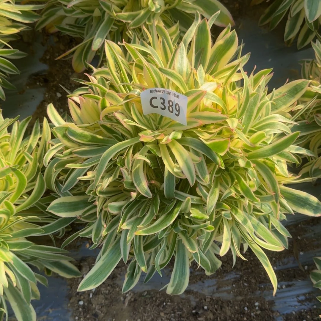 用****3389夕颜多肉植物