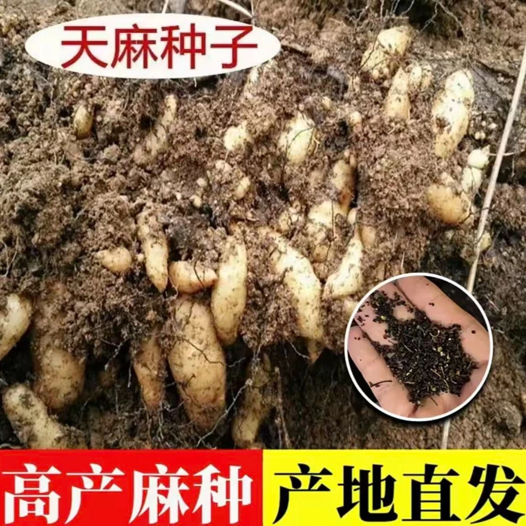 【天麻种子】【送种植说明】适合四季种植可用于阳台盆栽28