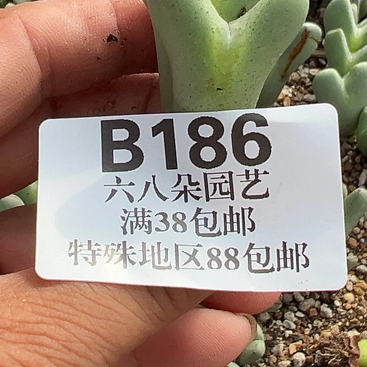 晓****无花朵186号大将风度