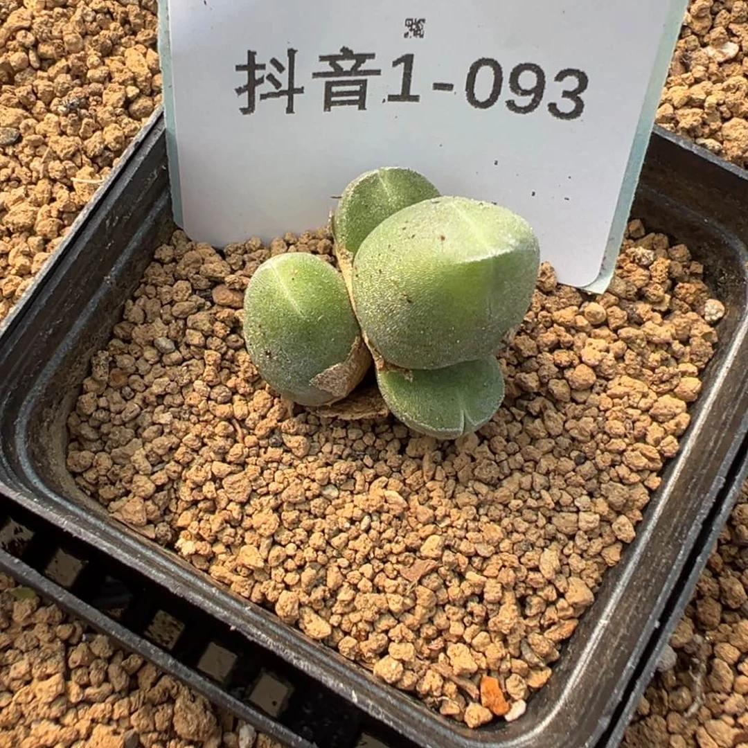 1-93肉锥多肉植物