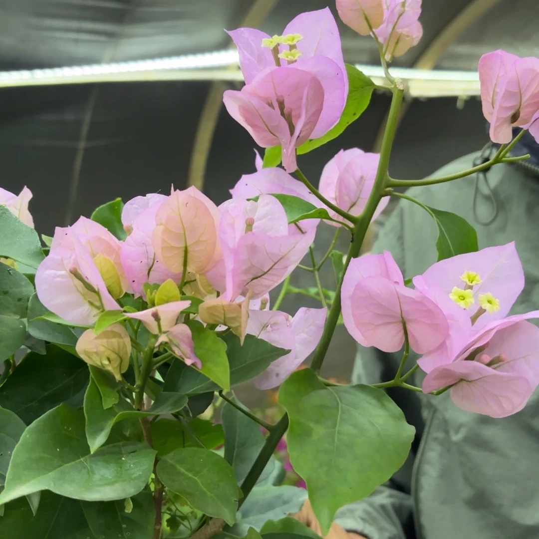 全部花苞（国际粉）三角梅会落花落叶会光杆苗有大有小