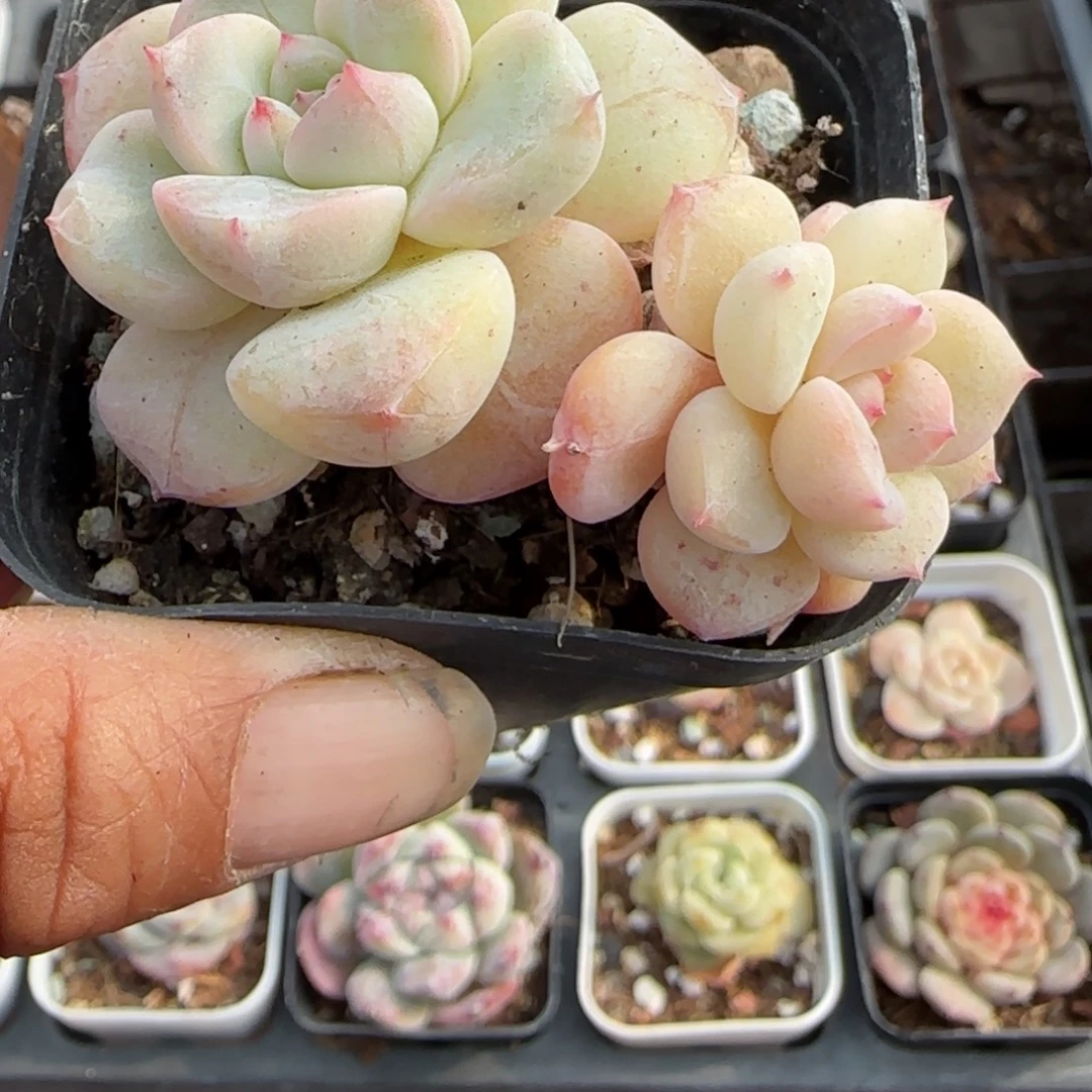 多肉小卡拉米糖心一物一拍