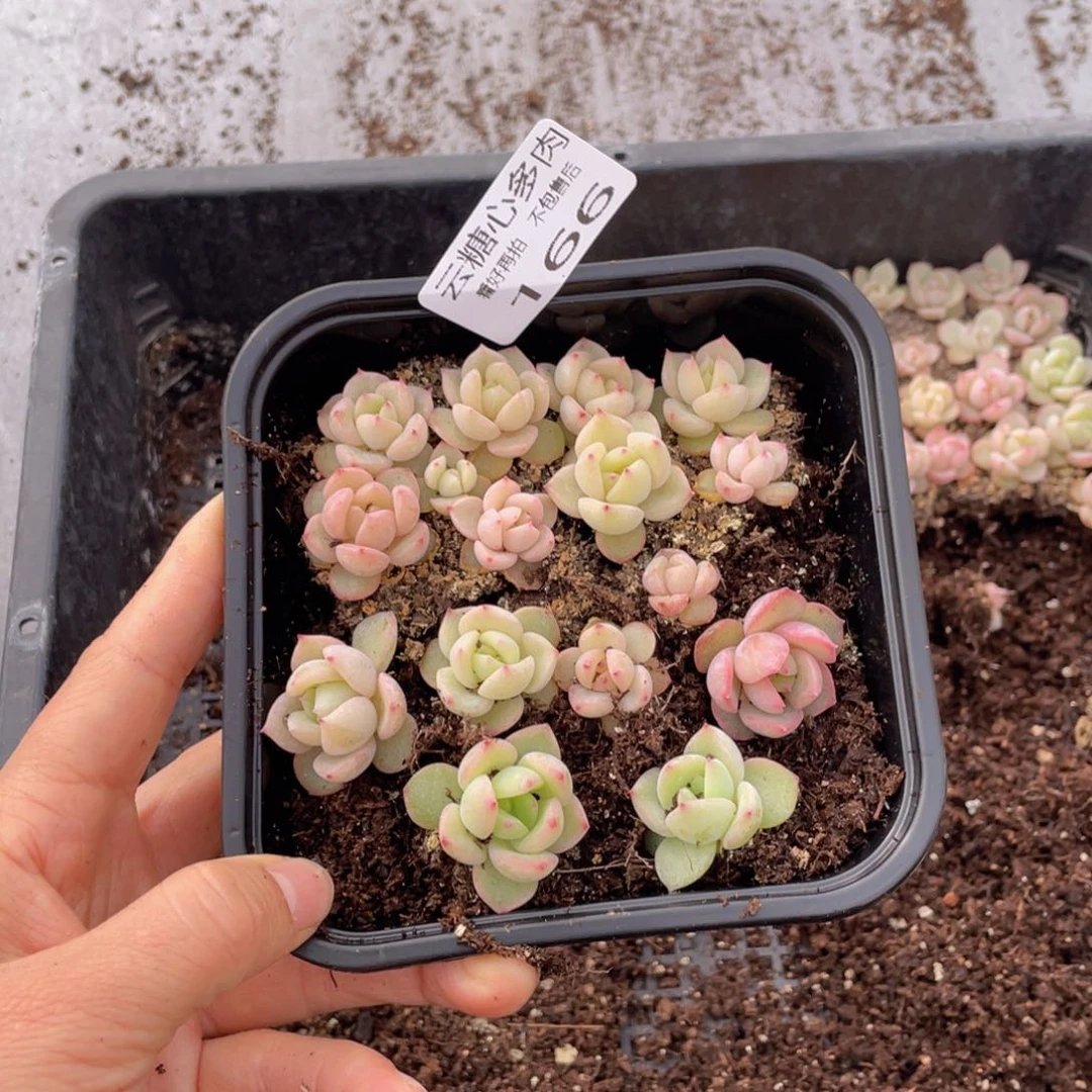 云糖心多肉植物166