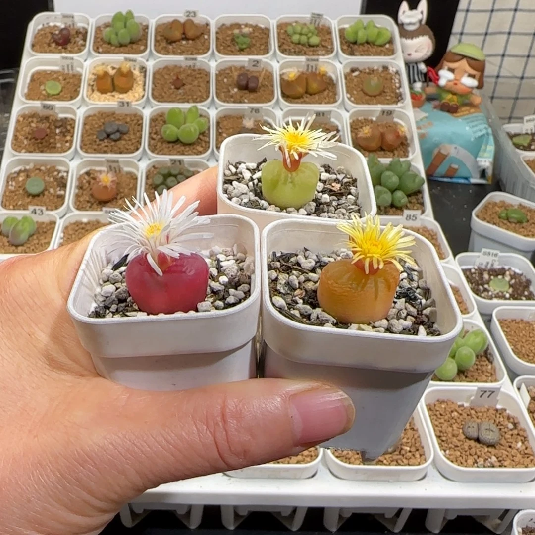 肉锥多肉植物组合-组合780