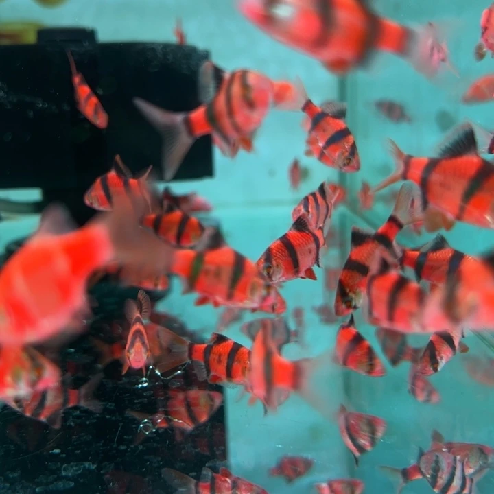 虎皮鱼红虎皮5条装