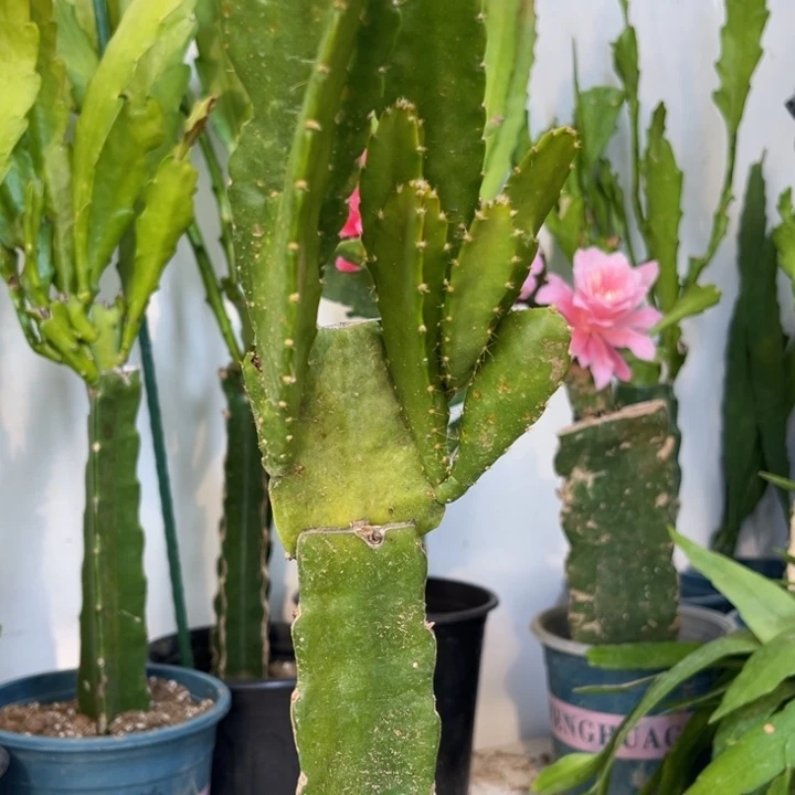 当前无花栽培后可以开花515