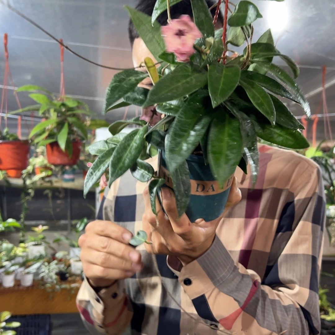 手***生无花朵粉婉球兰大苗