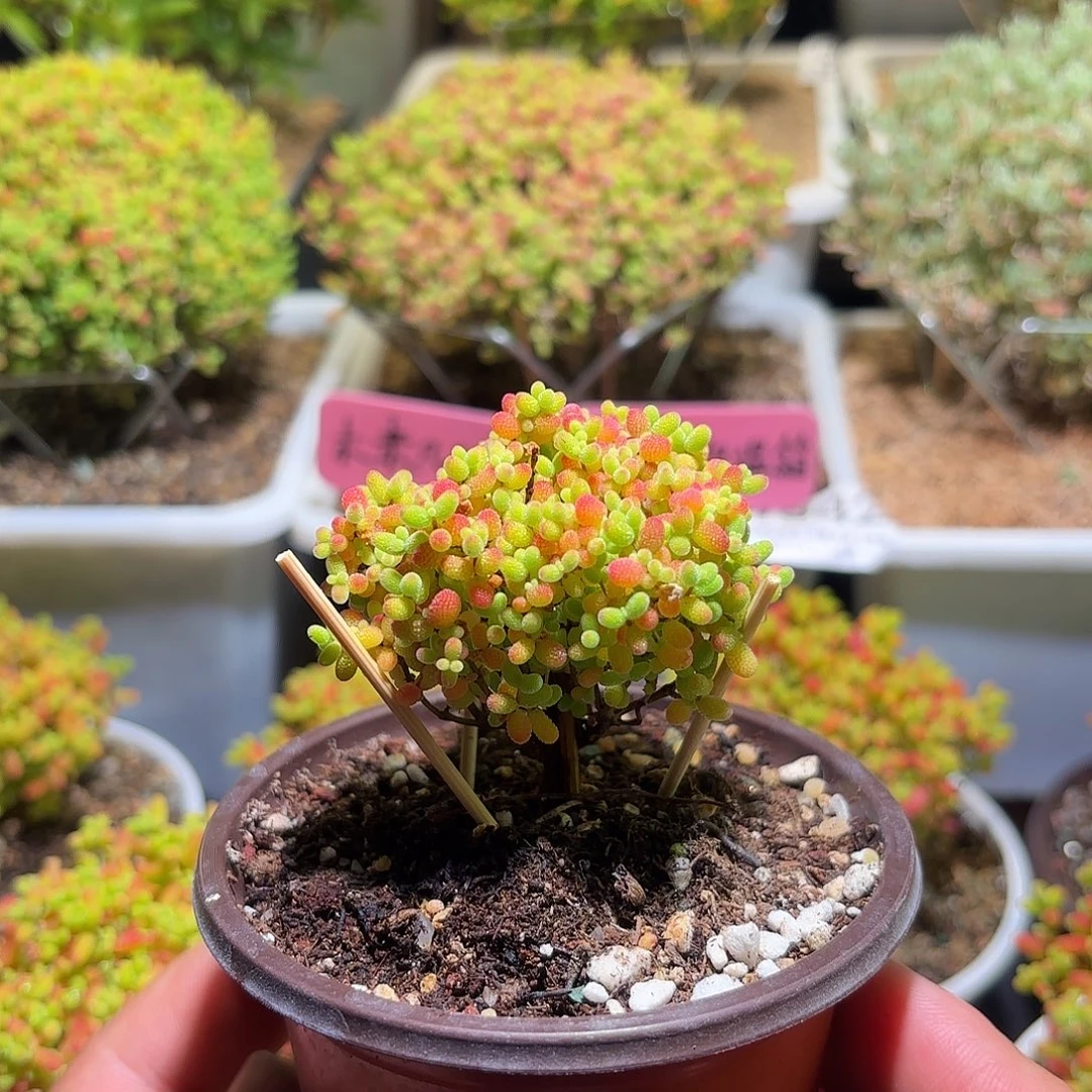 枝干番杏密橘糖球H681