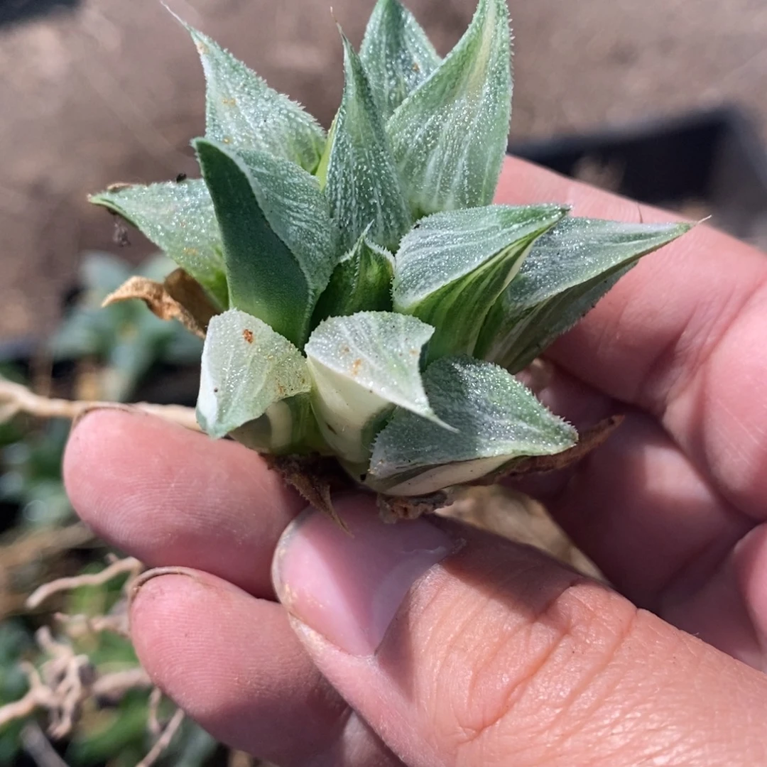 竹***风1132 一颗福利。