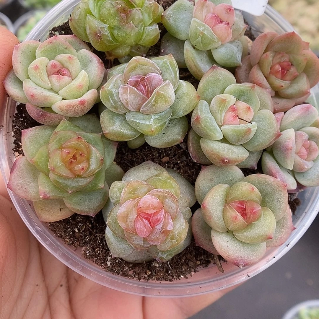 一物一拍一物一拍911-213
