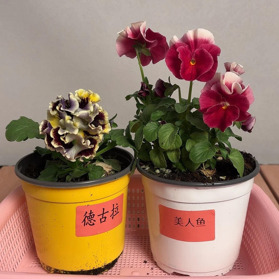 大部分开放少量花苞82