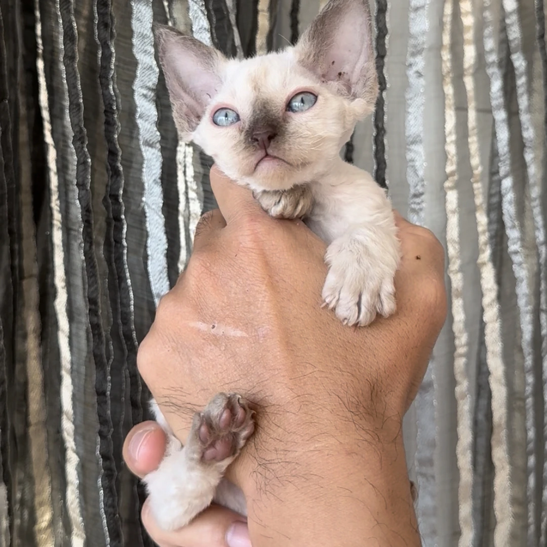 重点色德文妹妹德文卷毛猫活体猫幼崽