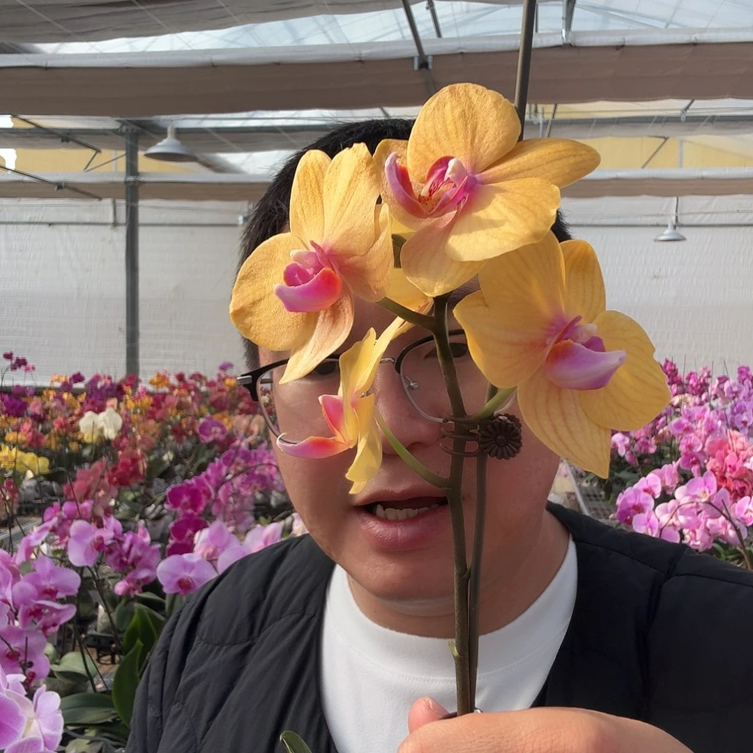 完全开放博洛尼亚3.5