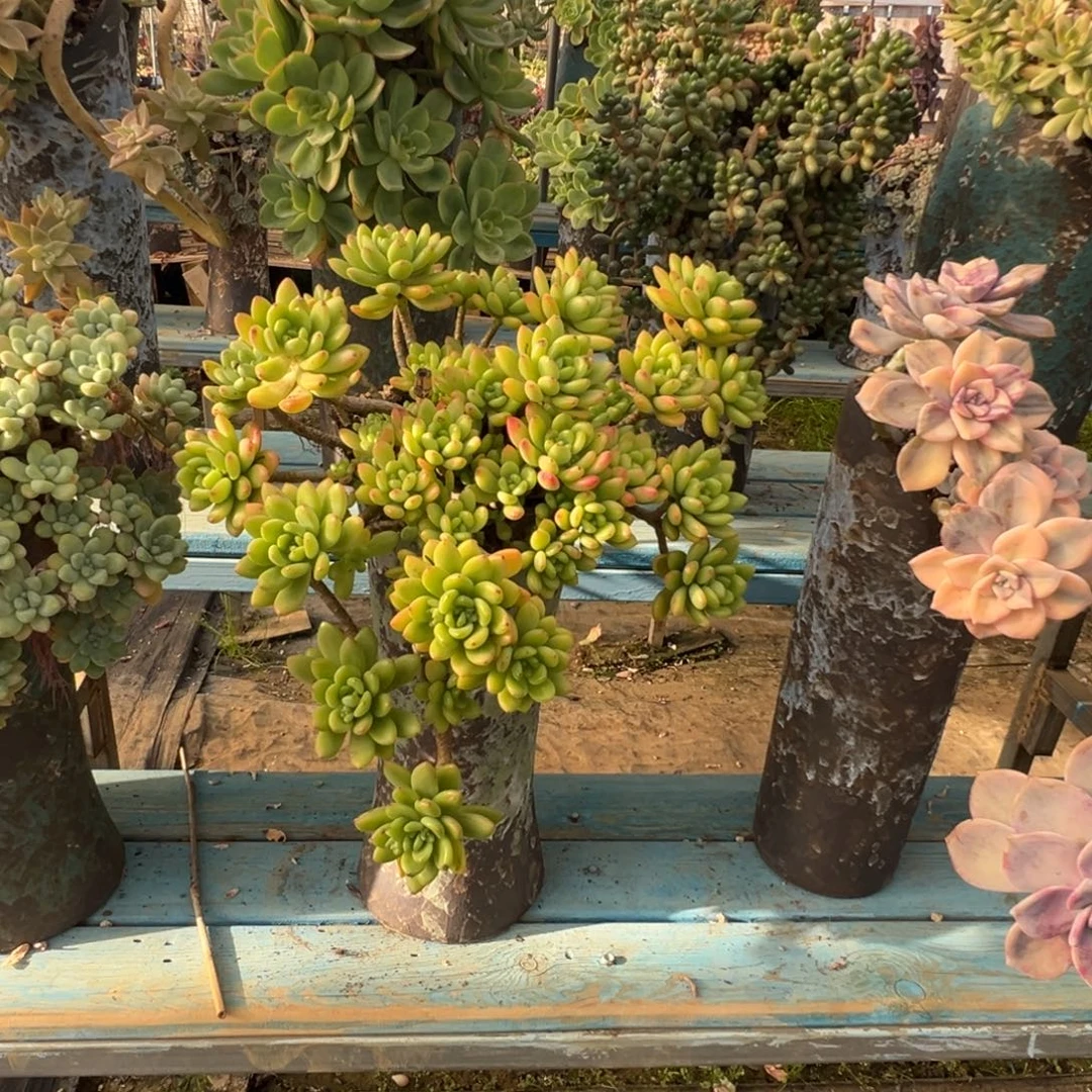 精品春萌妖桩 裸肉