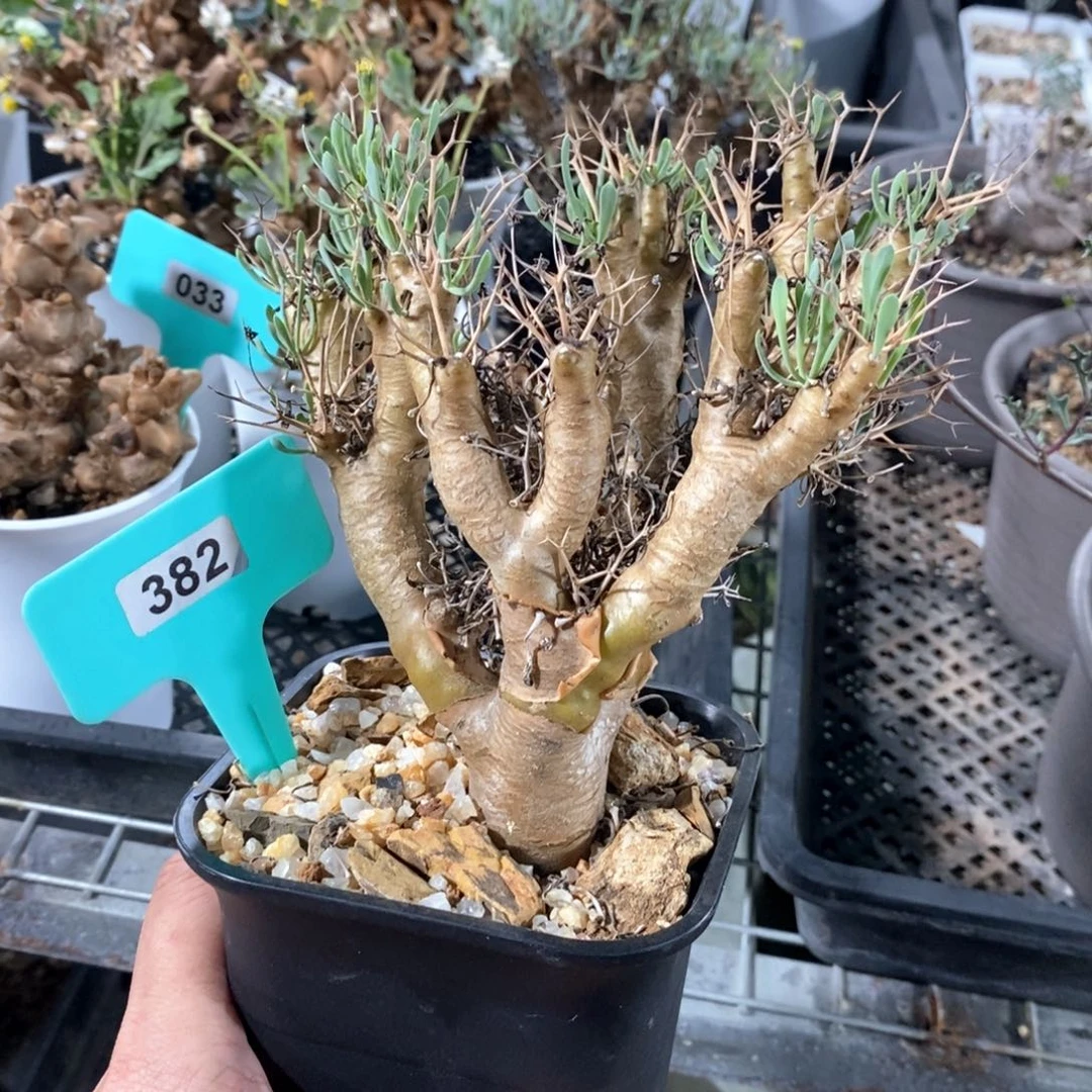 黑鬼殿厚炖菊多肉植物