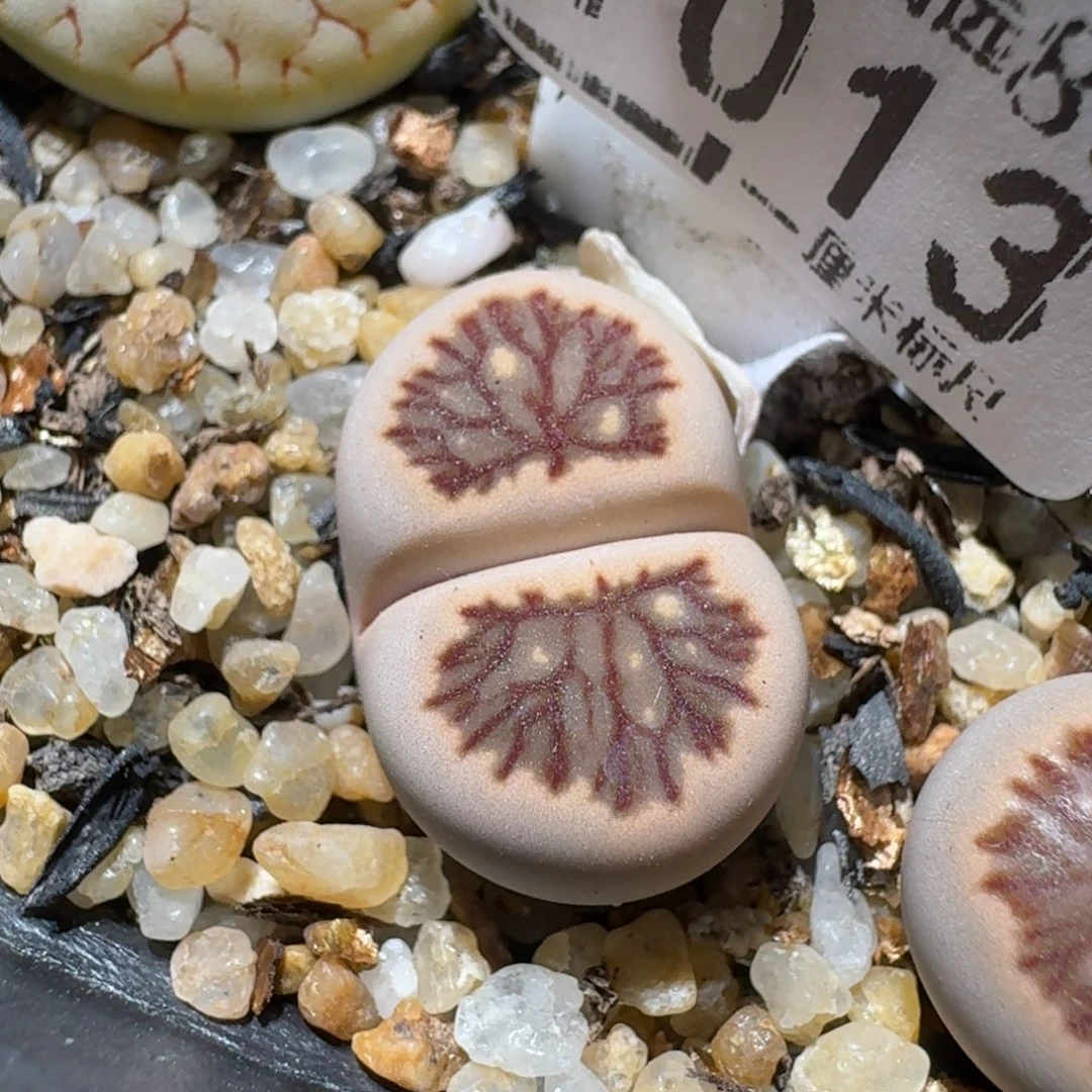 热***河老板亏本卖高品质1013