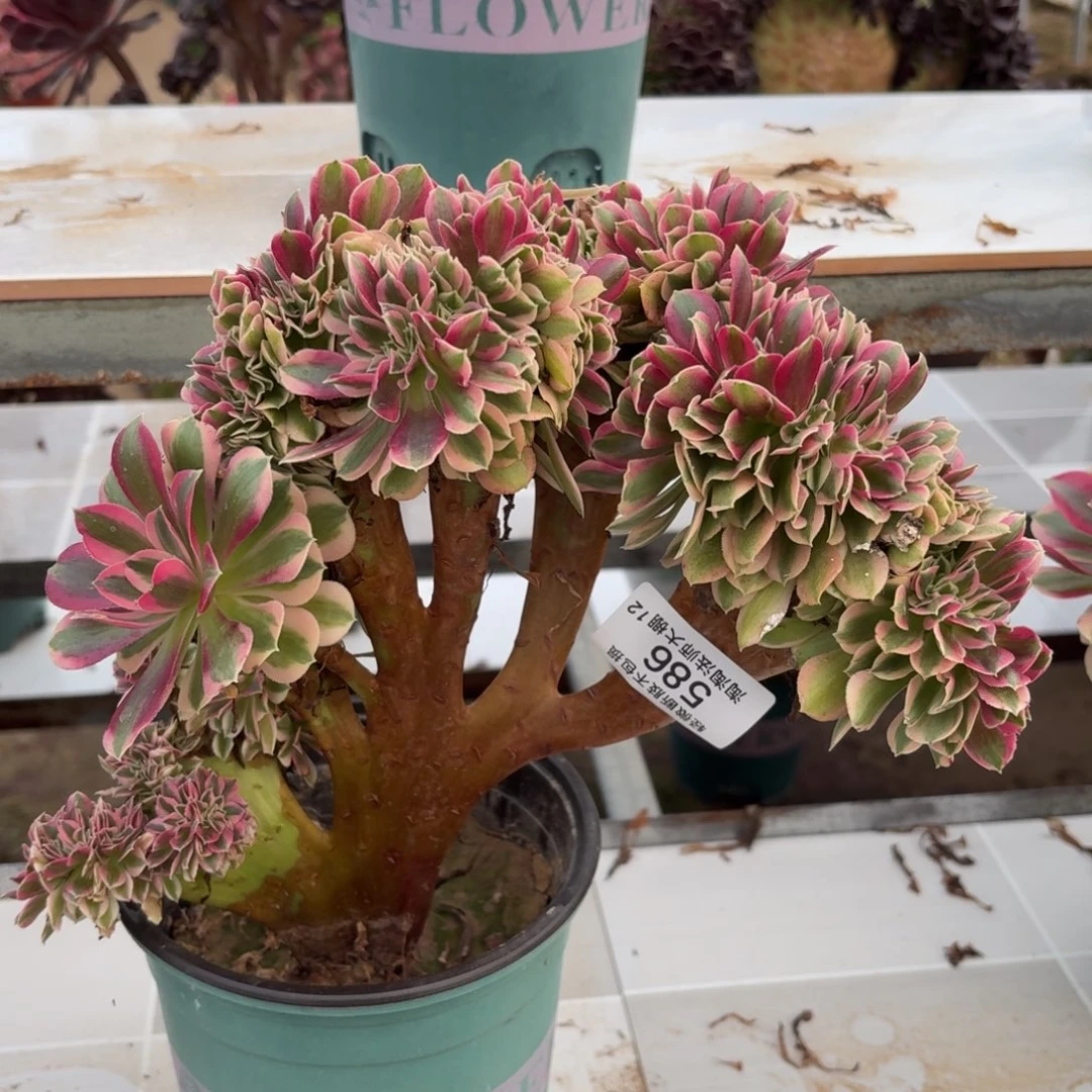 586粉女巫缀化多肉植物法师