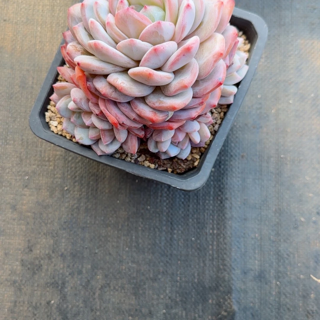 幸***姐精品橙子一物一拍