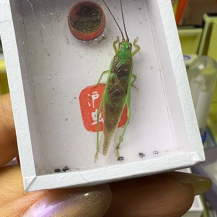 开***！蟋蟀哈哈哈哈哈哈哈哈哈哈哈