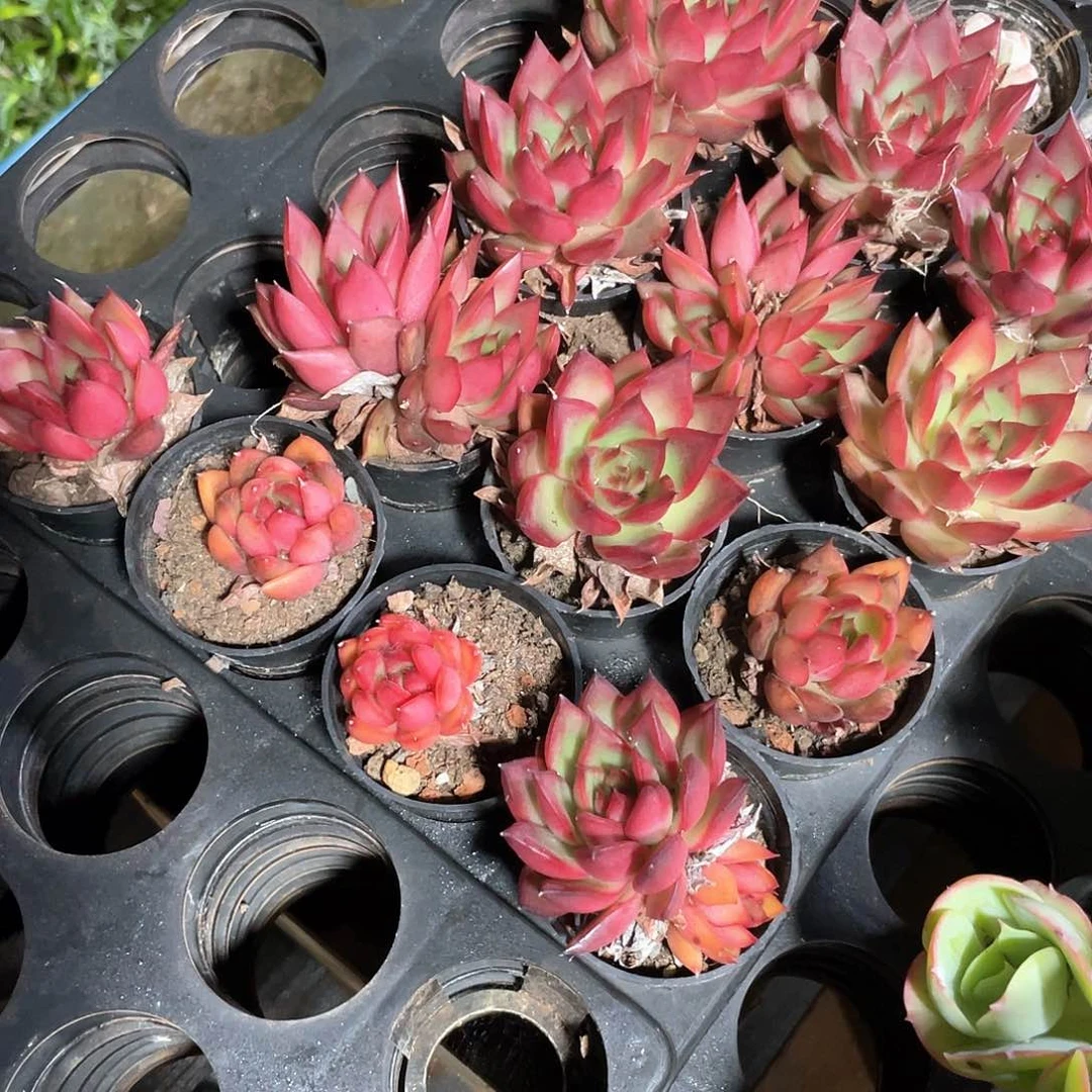 红东云3盆带盆土发