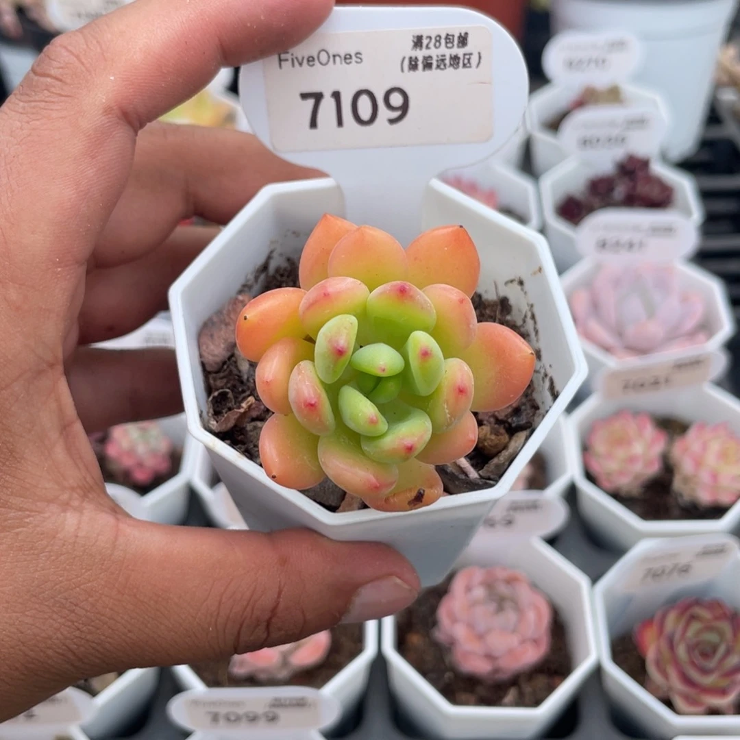 7109春萌4.0厘米