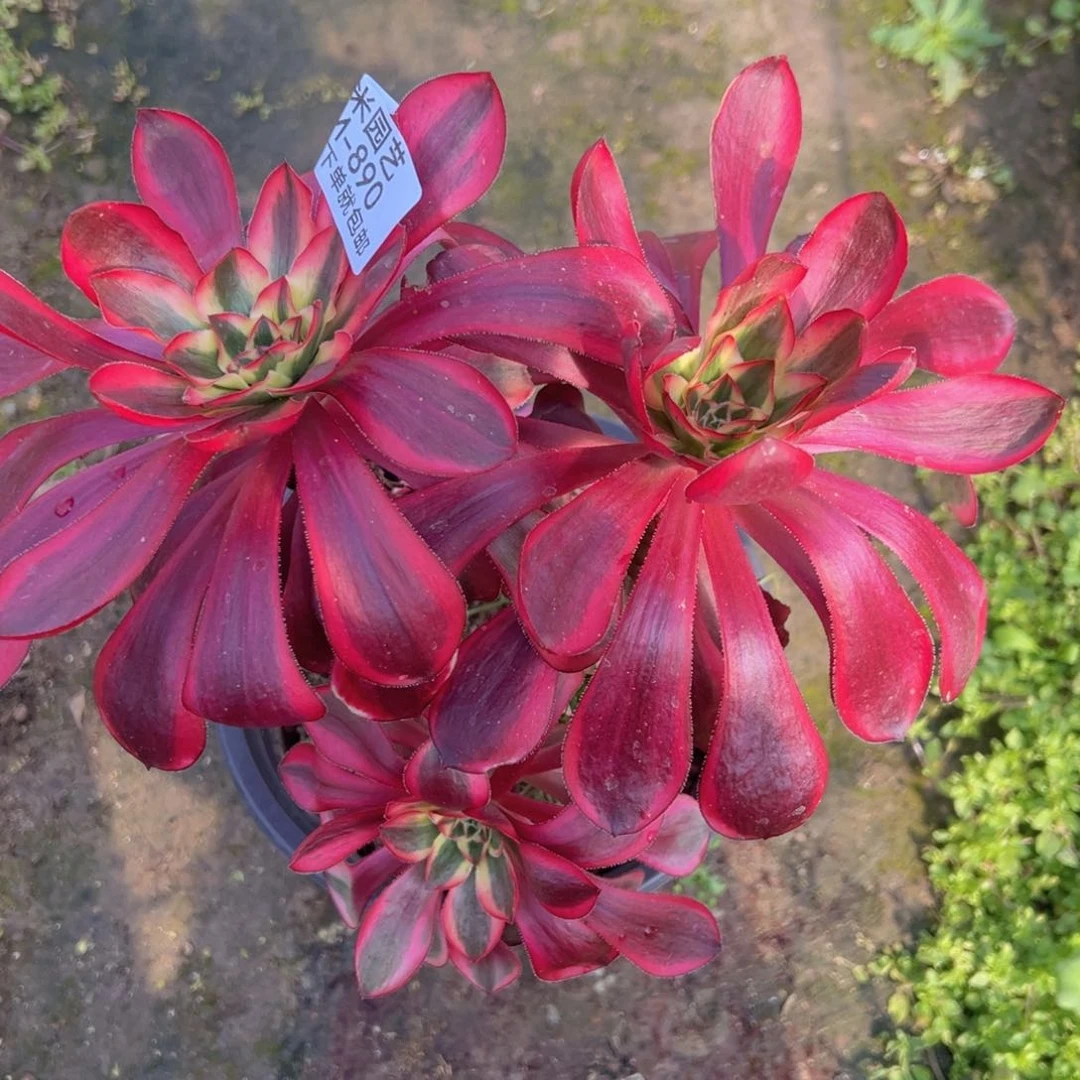 巫毒白丛林多肉植物890