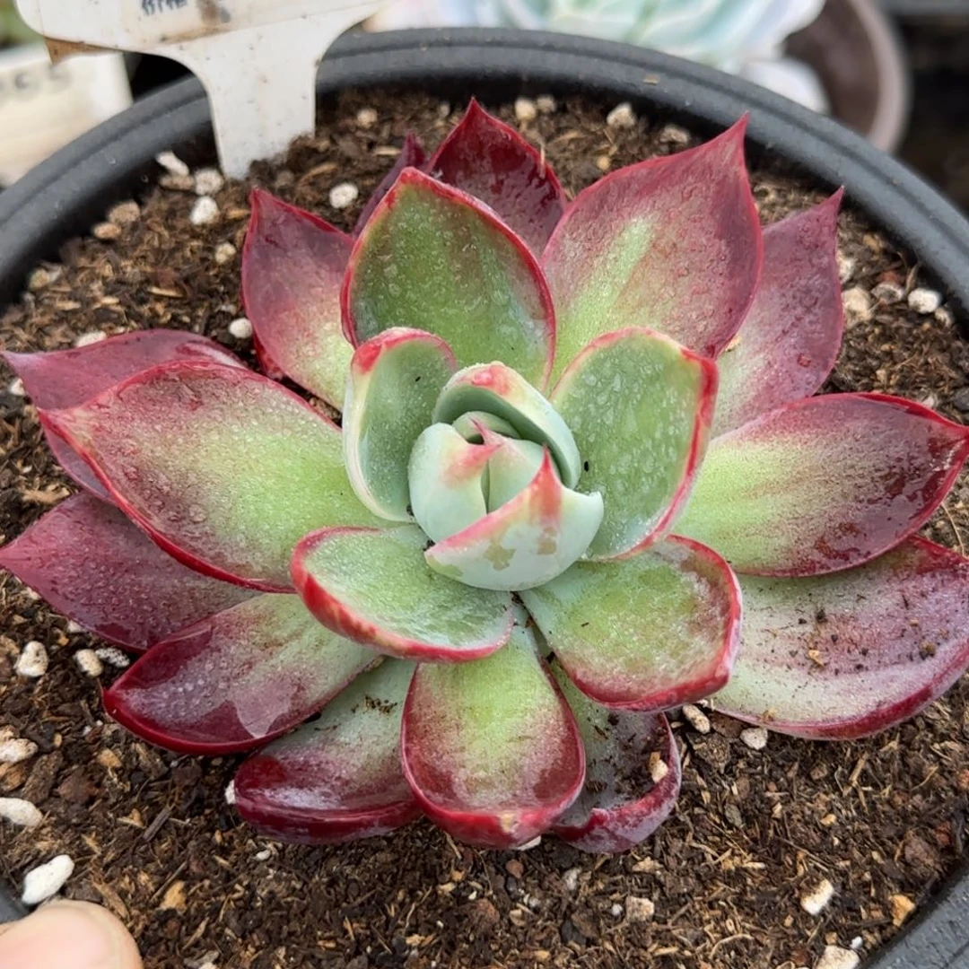 惊鸿一物一拍包装收缩花旱762