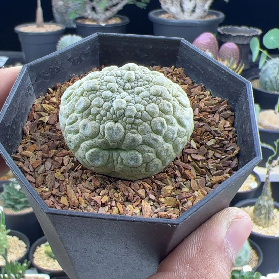 凝蹄玉实生3.7一物一拍