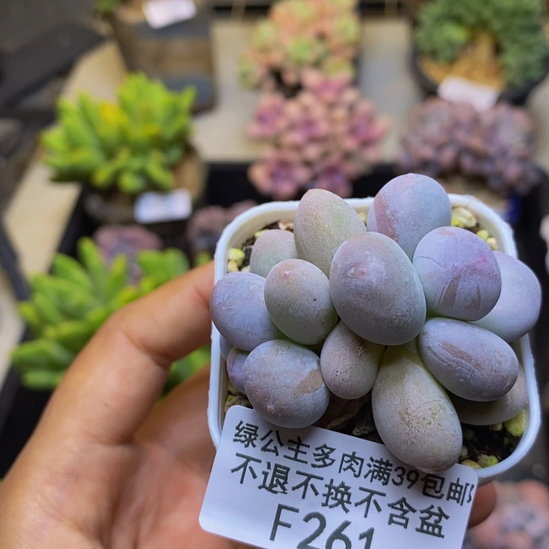 261糖豆奶多肉4cm